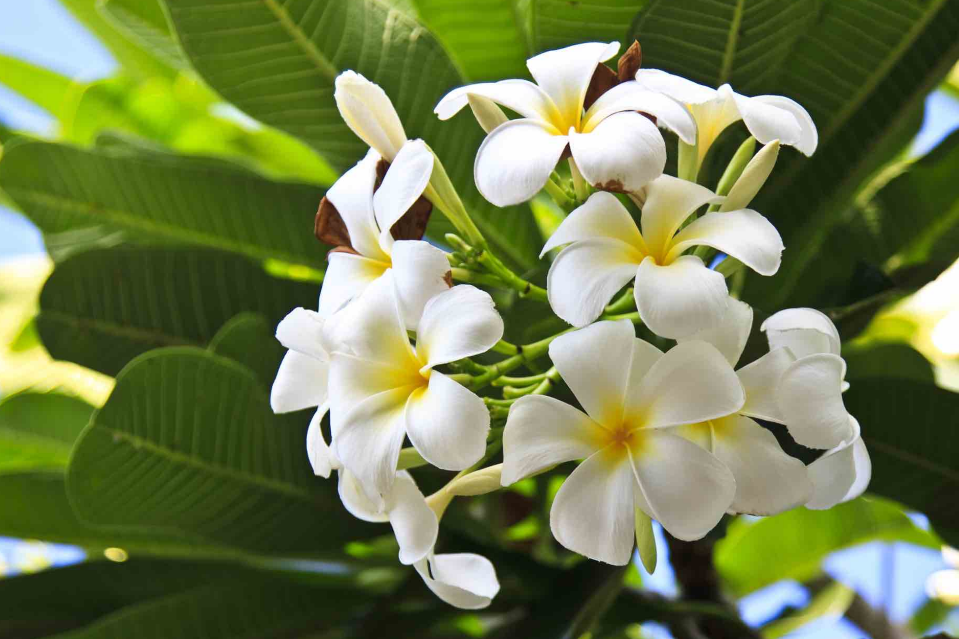 White Plumeria Tree Cutting 6-8" - Fresh Hawaiian Frangipani Plant for Garden & Indoor, Tropical Flower, Plumeria alba