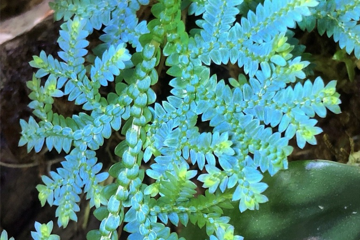 Peacock Spikemoss Rainbow Fern Cutting - Selaginella Uncinata for Terrariums, 5" Rooted Vivarium Plant