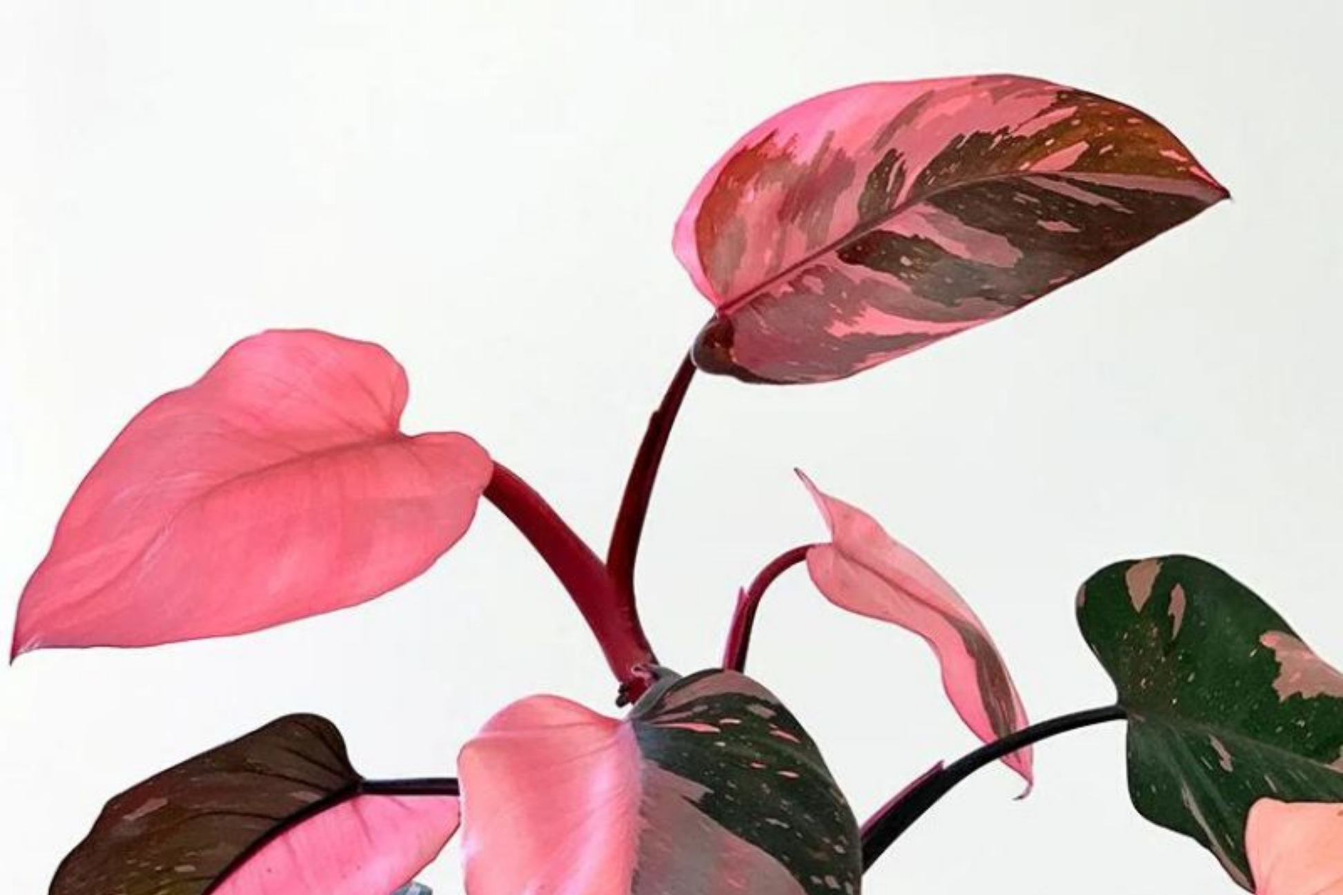 Pink Princess Philodendron Cutting - High Variegation, Rare Houseplant, Indoor/Outdoor, Philodendron Erubescens