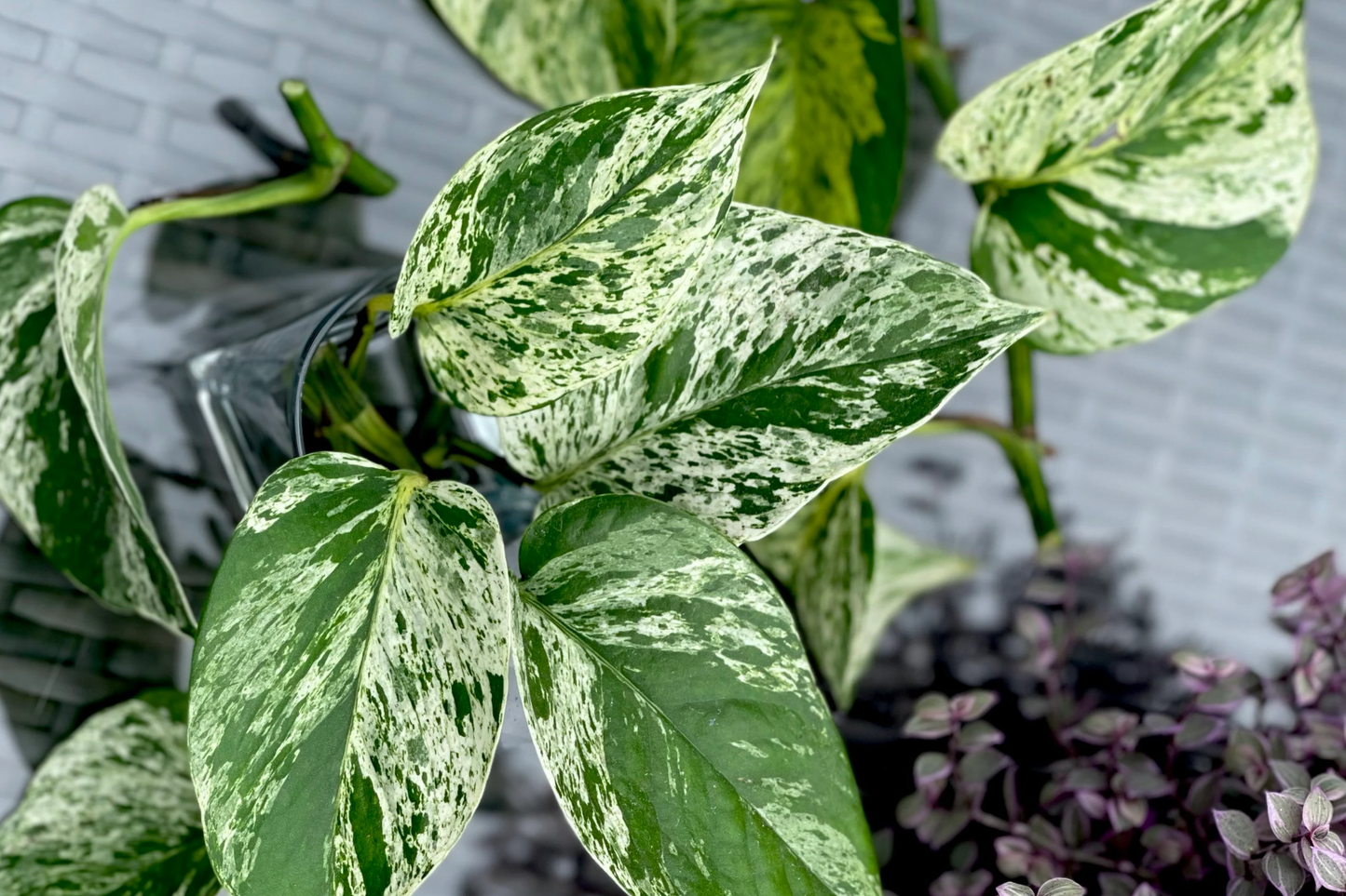 Marble Queen Pothos 5-Node Cutting, Variegated Epipremnum Aureum, Indoor Houseplant, Easy Care Propagation Plant