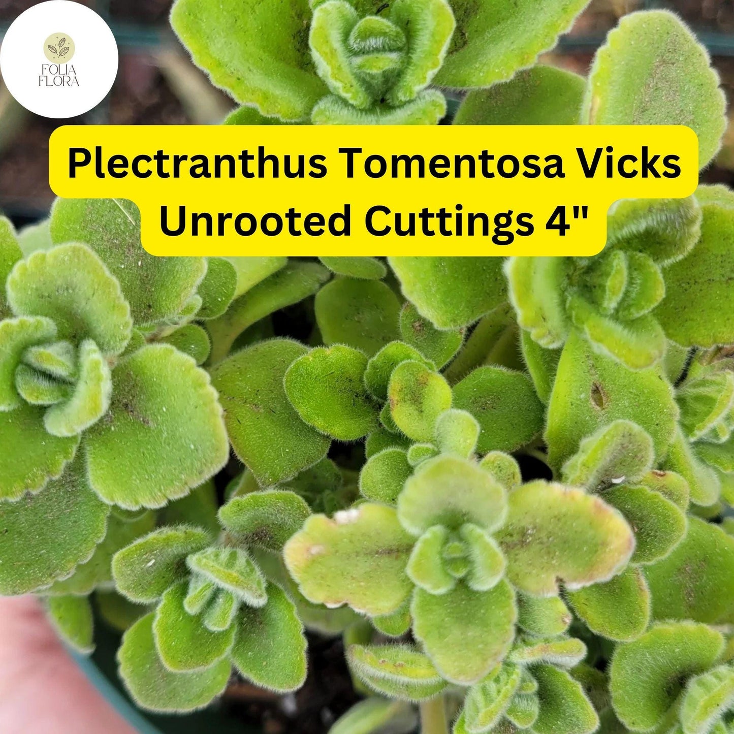Plectranthus tomentosa ‘Vicks Plant’ - 3 Unrooted 4" Succulent Cuttings with Aromatic Fuzzy Leaves