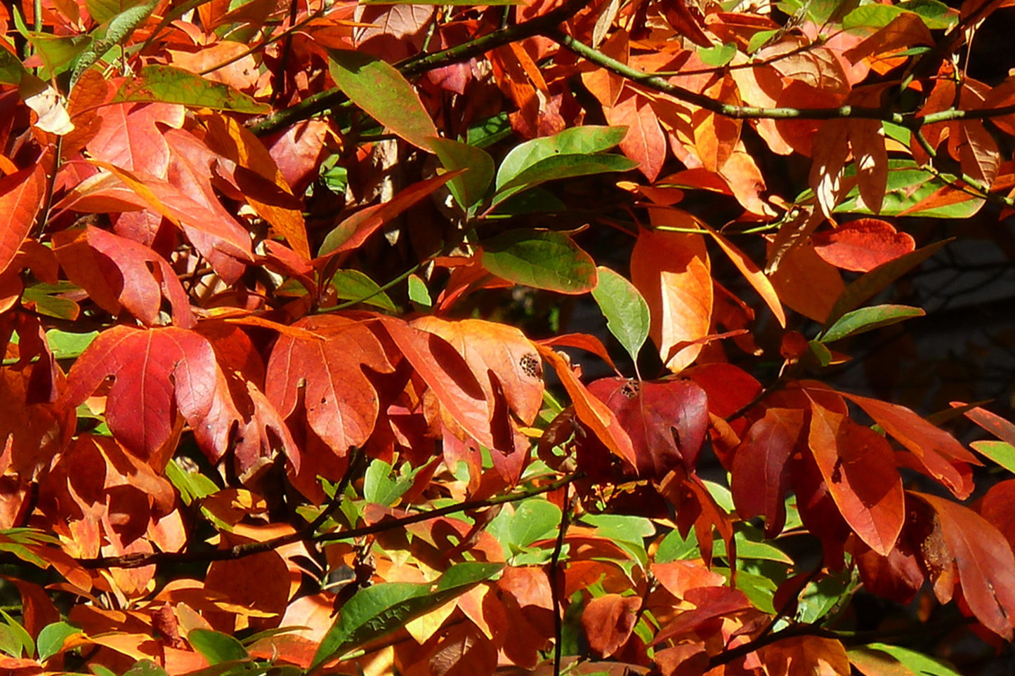 8 Sassafras Tree Cuttings for Propagation, Fall Foliage, Easy Rooting, Live Plant Cloning, Deciduous Tree