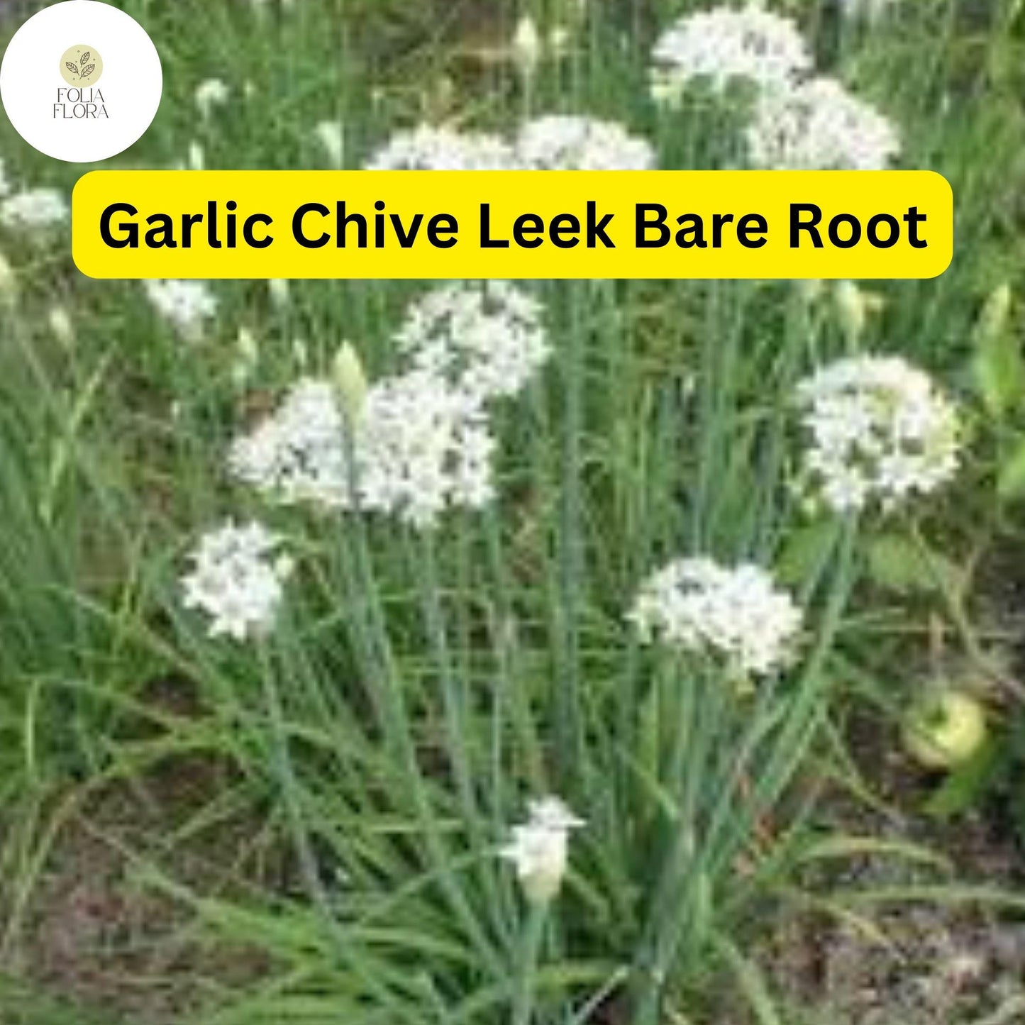 50 Live Garlic Chive Leek Plants - Organic Perennial Herb for Culinary Use