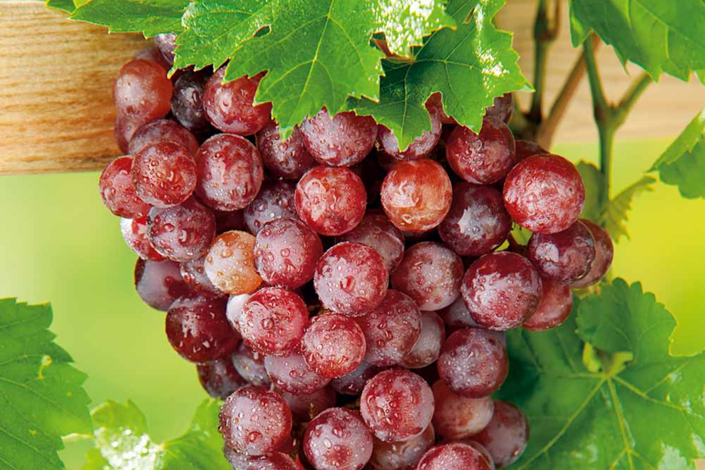 12 Thompson Seedless Grape Vine Cuttings | Rootable, Edible, Cold & Drought Resistant, Fast-Growing Vines