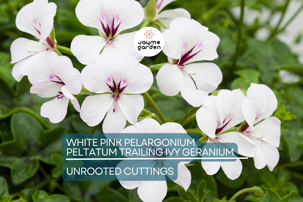 Live 6" Cuttings of White Pink Trailing Ivy Geranium, Pelargonium peltatum, Rare Double Petal Blooms, Easy to Propagate