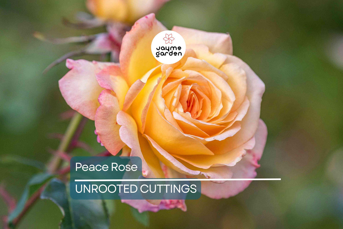Peace Rose Cuttings - 3 Fresh 5-6 Inch Cuts with Rooting Powder - Rosa 'Peace' for Easy Propagation and Gardening