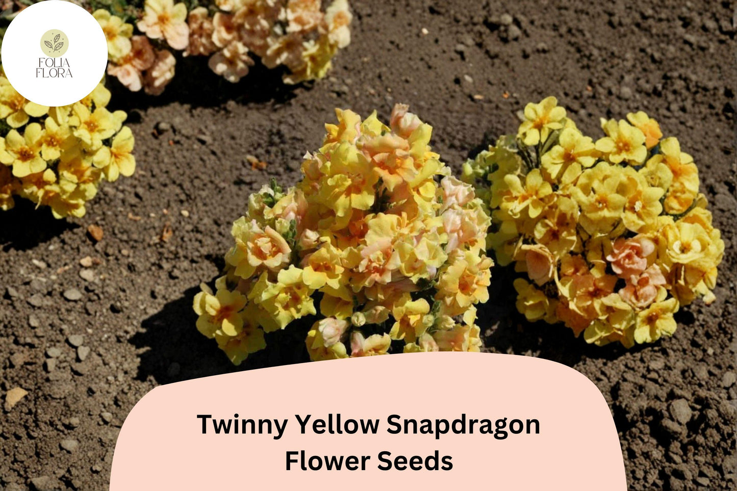 1000+ Twinny Yellow Shades Snapdragon Seeds | Double Yellow Blooms for Beds & Borders