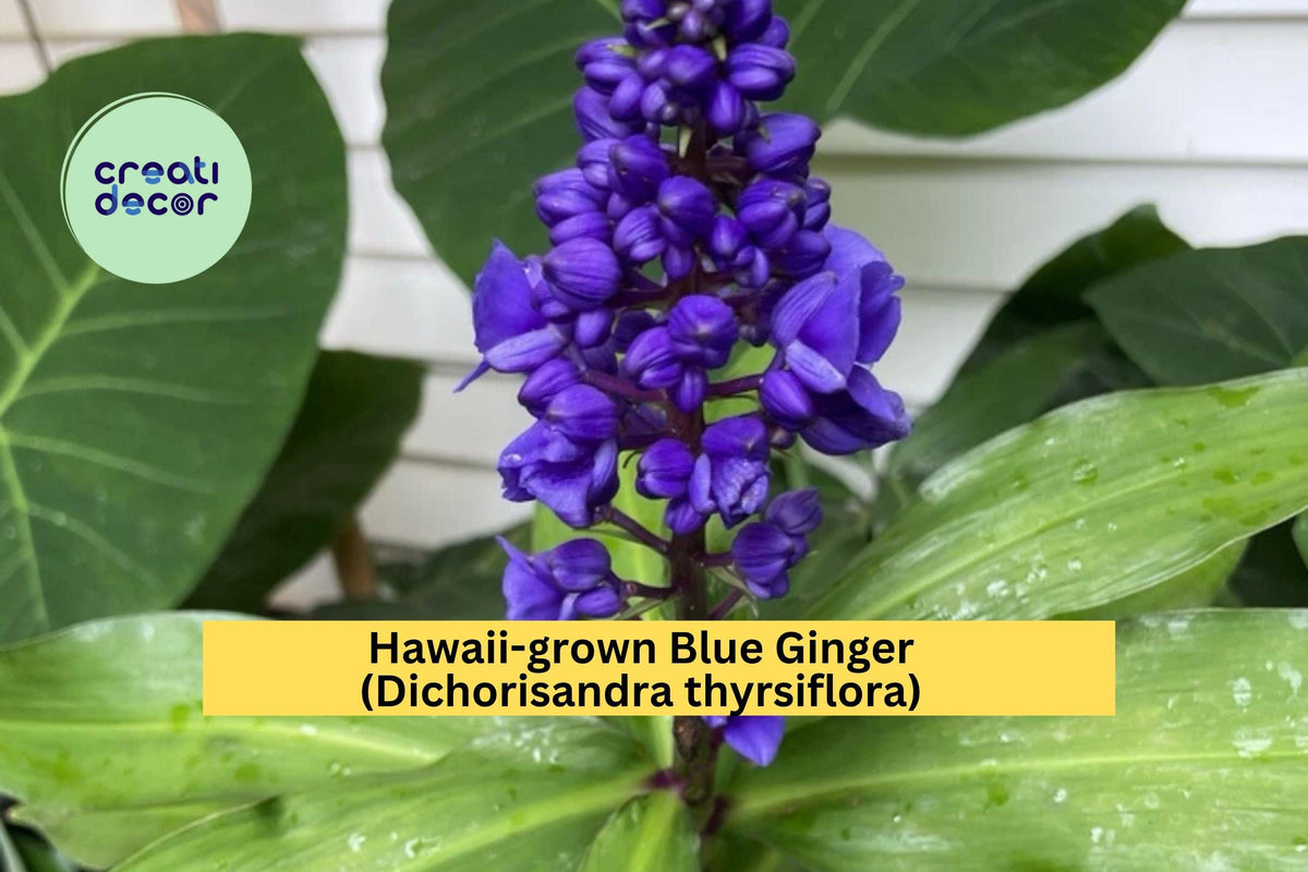 Blue Ginger Plant Cuttings - 3 Count - Tropical Ornamental - Dichorisandra thyrsiflora - Cobalt-Blue Flowers for Shade Gardens