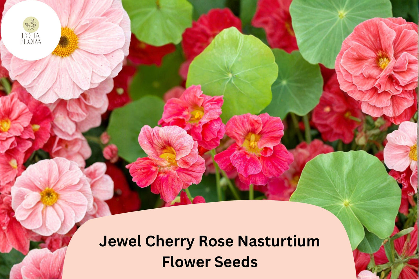 50+ Jewel Cherry Rose Nasturtium Seeds | Tropaeolum majus | Bright Pink-Red Blooms for Borders & Containers