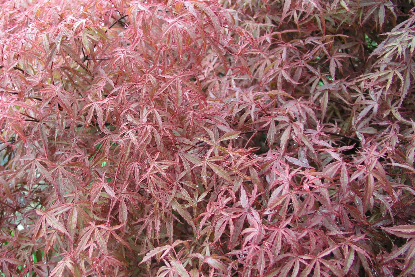 Japanese Maple Kotohime Cutting for Bonsai | Acer palmatum Var. | Hardy Zone 8a | Miniature Tree Styling