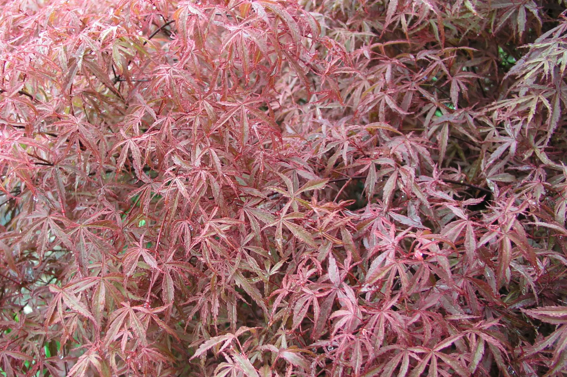 Japanese Maple Kotohime Cutting for Bonsai | Acer palmatum Var. | Hardy Zone 8a | Miniature Tree Styling