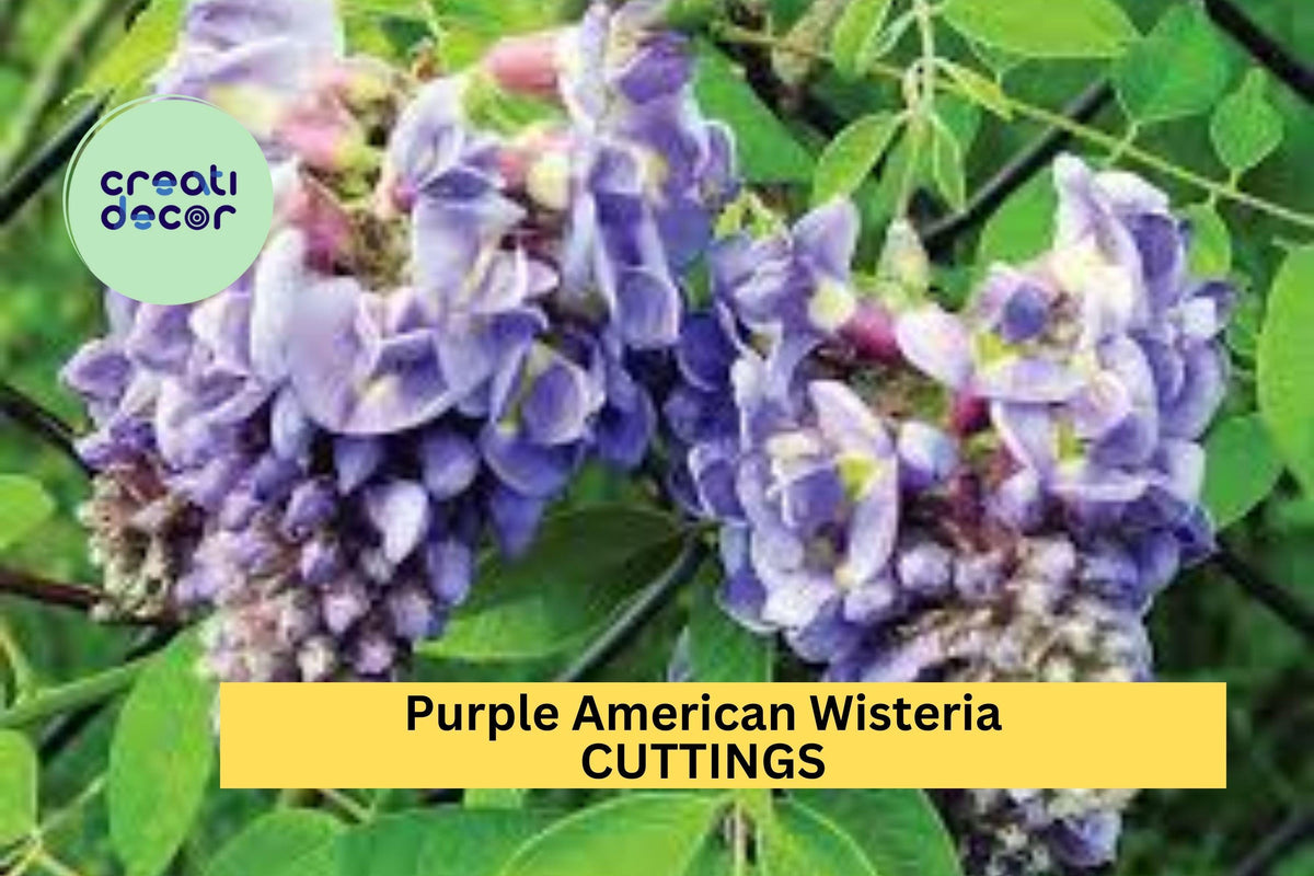 5 Purple American Wisteria Cuttings - Unrooted Vine Stems - Wisteria frutescens - Non-Invasive Climber for Gardens