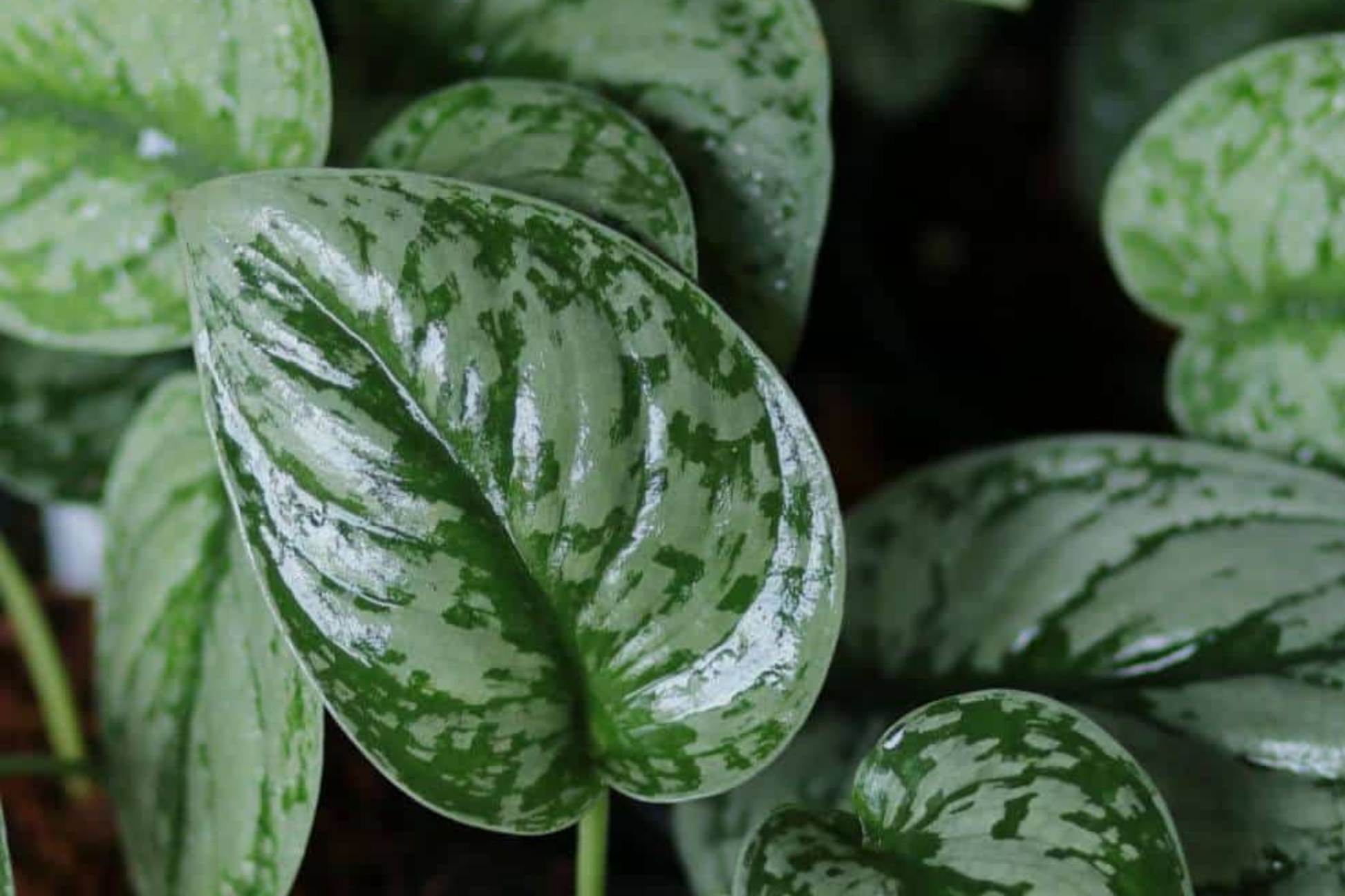 Silver Satin Pothos Cutting | 2-Node Propagation Kit | Scindapsus Pictus Houseplant | Indoor & Outdoor Trailing Vine