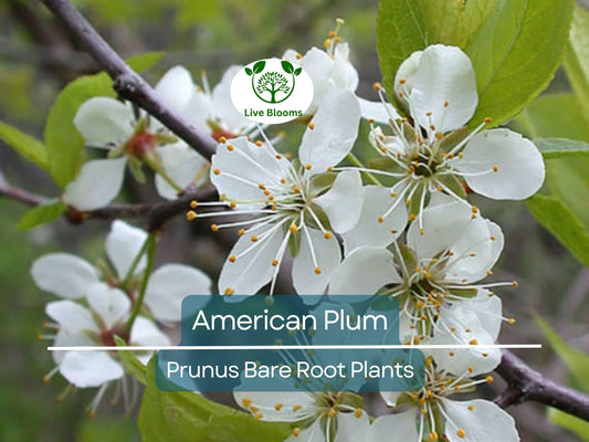 10 American Plum Tree Saplings - Native Prunus Americana Bare Root Plants for Wildlife & Edible Landscaping