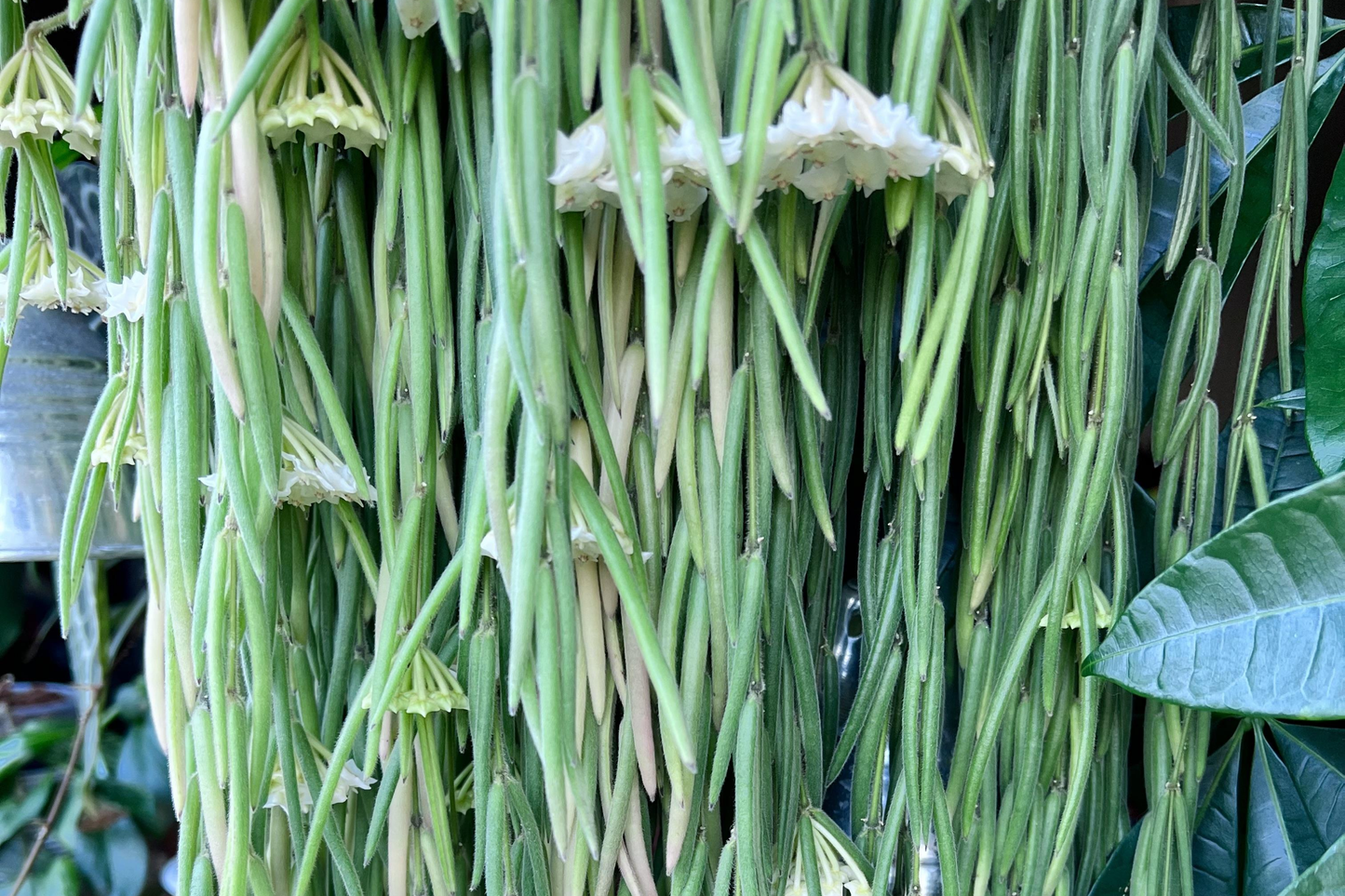 Hoya Linearis Starter Plant in 2 Inch Pot | Wax Plant Vine | Indoor & Outdoor Low Light Houseplant | Easy-Care Green Foliage