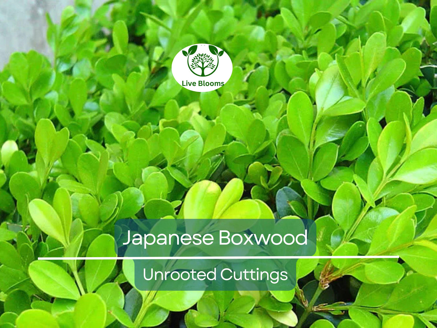 12 Japanese Boxwood Unrooted Cuttings | Evergreen Buxus microphylla Shrub for Hedges and Borders