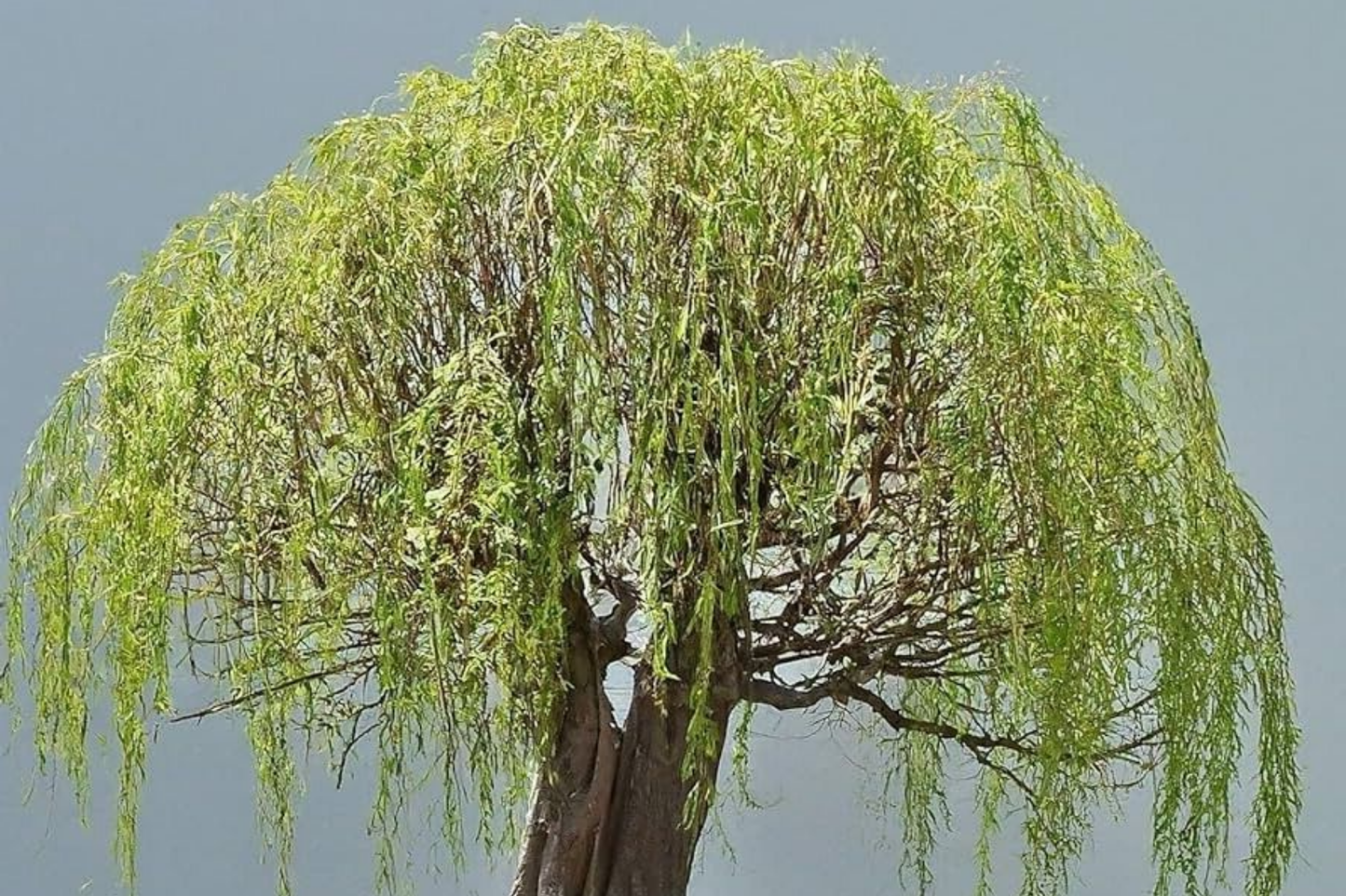 Green Weeping Willow Bonsai Tree Cutting | Thick Trunk | Fast Growing & Easy DIY Gift | Indoor Outdoor Bonsai Starter
