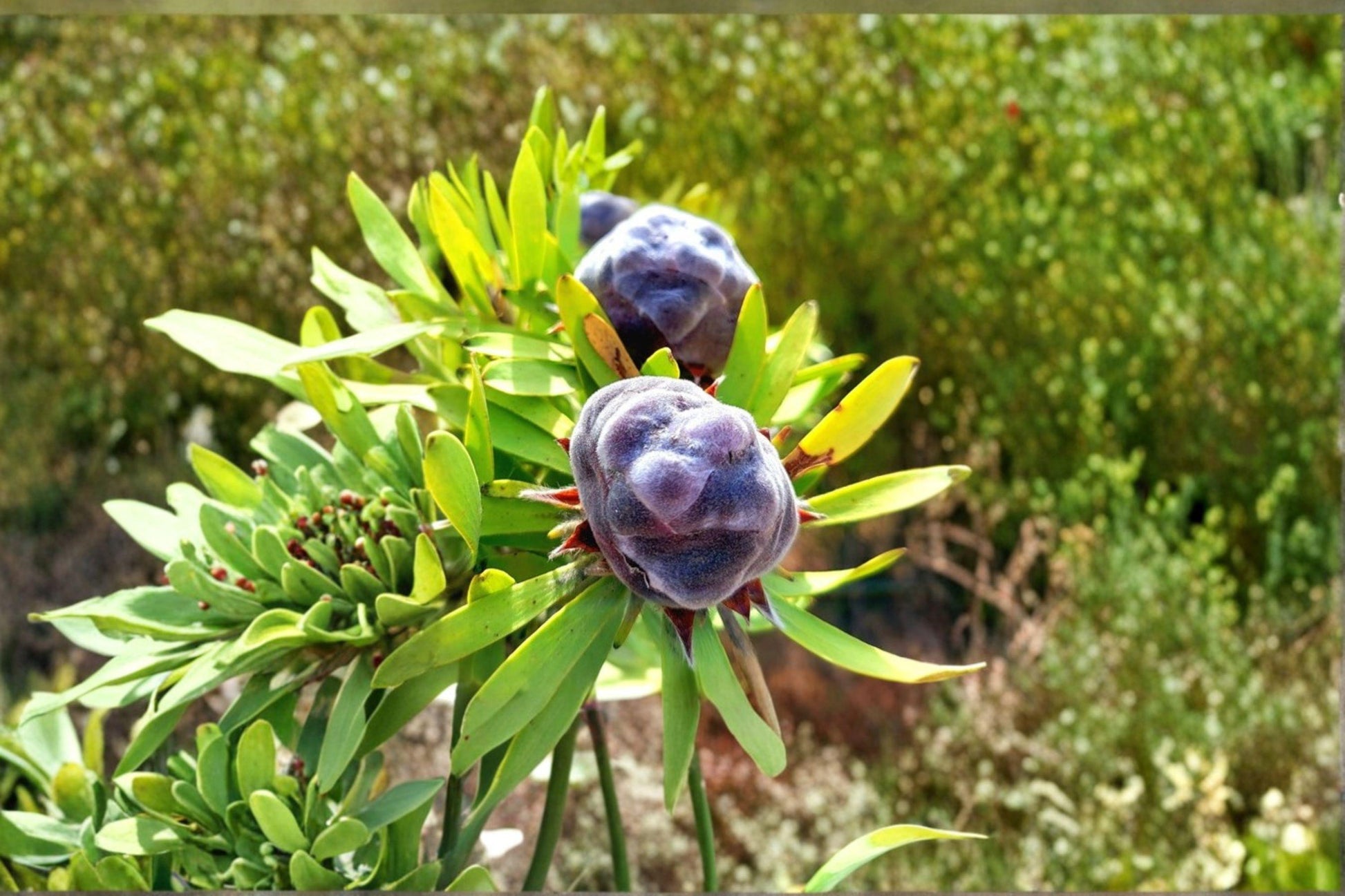 Leucadendron pubescens Seeds – Rare South African Evergreen Shrub – Drought Tolerant, Mediterranean, Collector Seeds