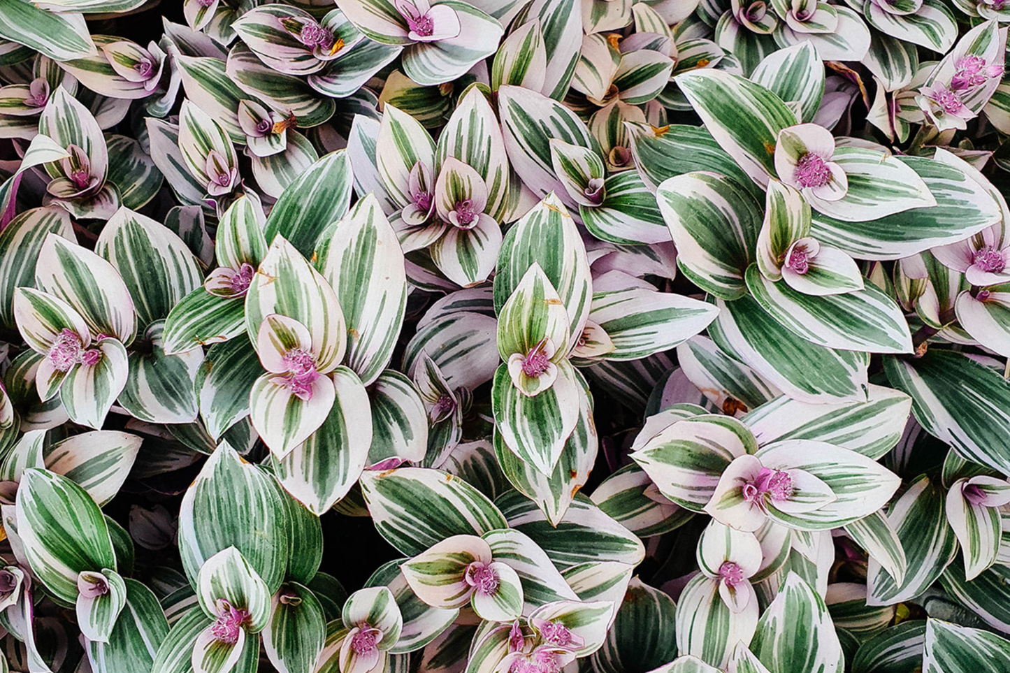 12 Fully Rooted Wandering Jew Cuttings | Tradescantia Zebrina Houseplants | Vibrant Green & Purple Foliage