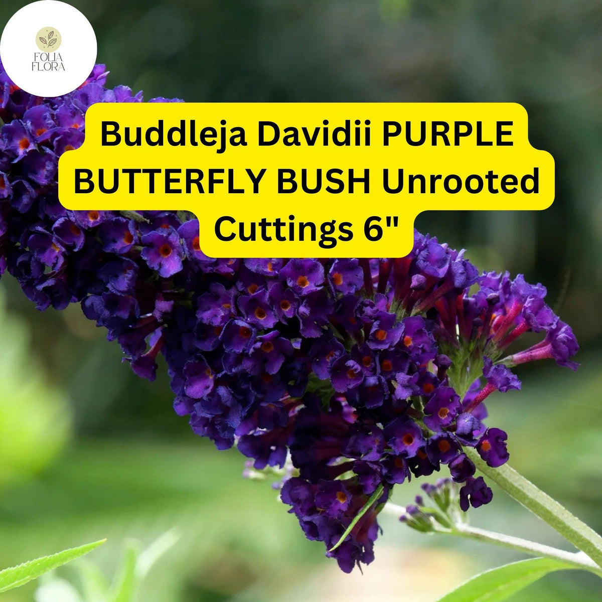 Purple Butterfly Bush Cuttings | 7 Live 6" Unrooted | Buddleja Davidii | Fragrant, Fast-Growing, Pollinator-Friendly Shrub