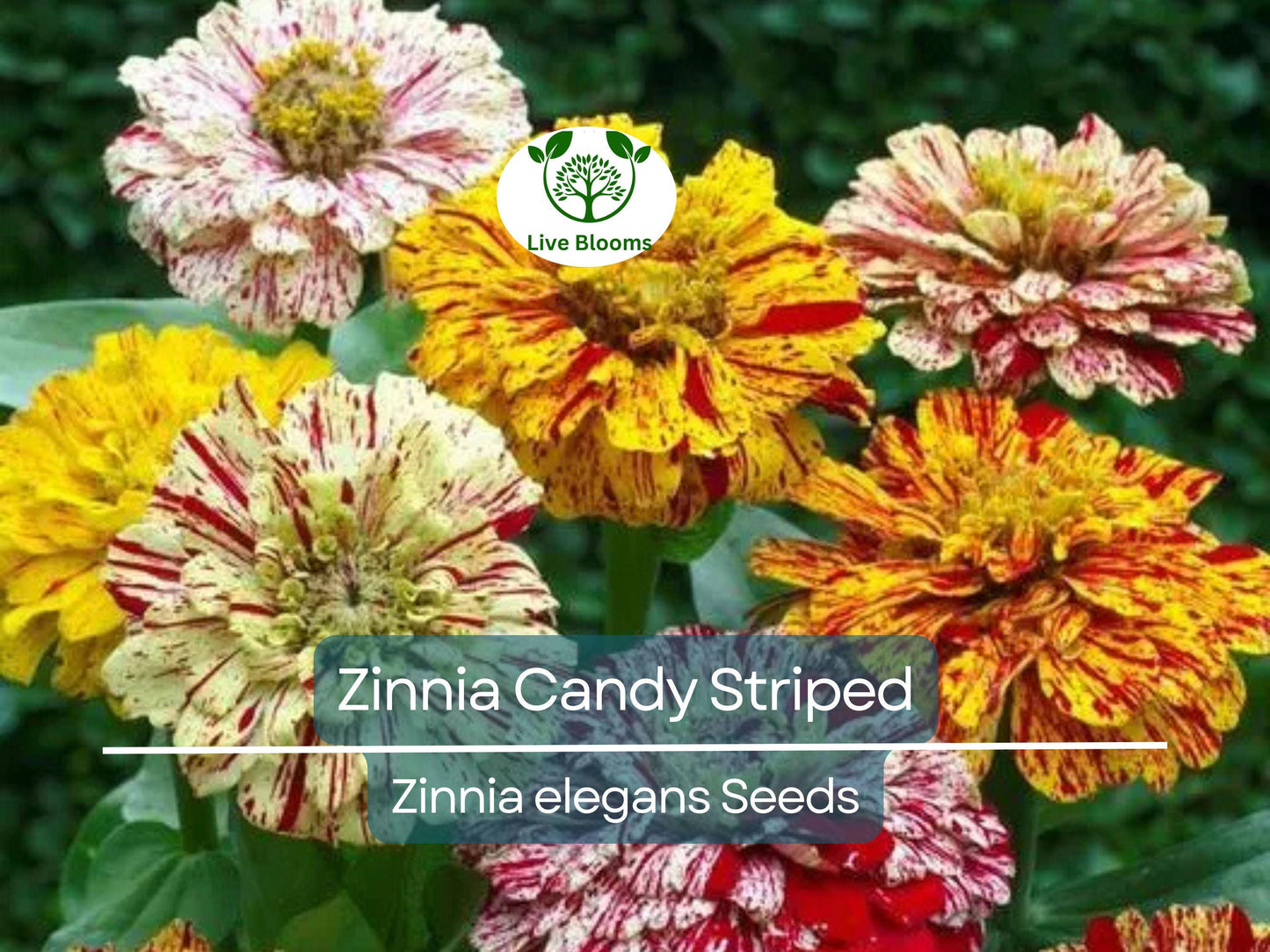 100 Zinnia Candy Striped Heirloom Seeds - Non-GMO Double Blooms for Vibrant Gardens & Cut Flowers