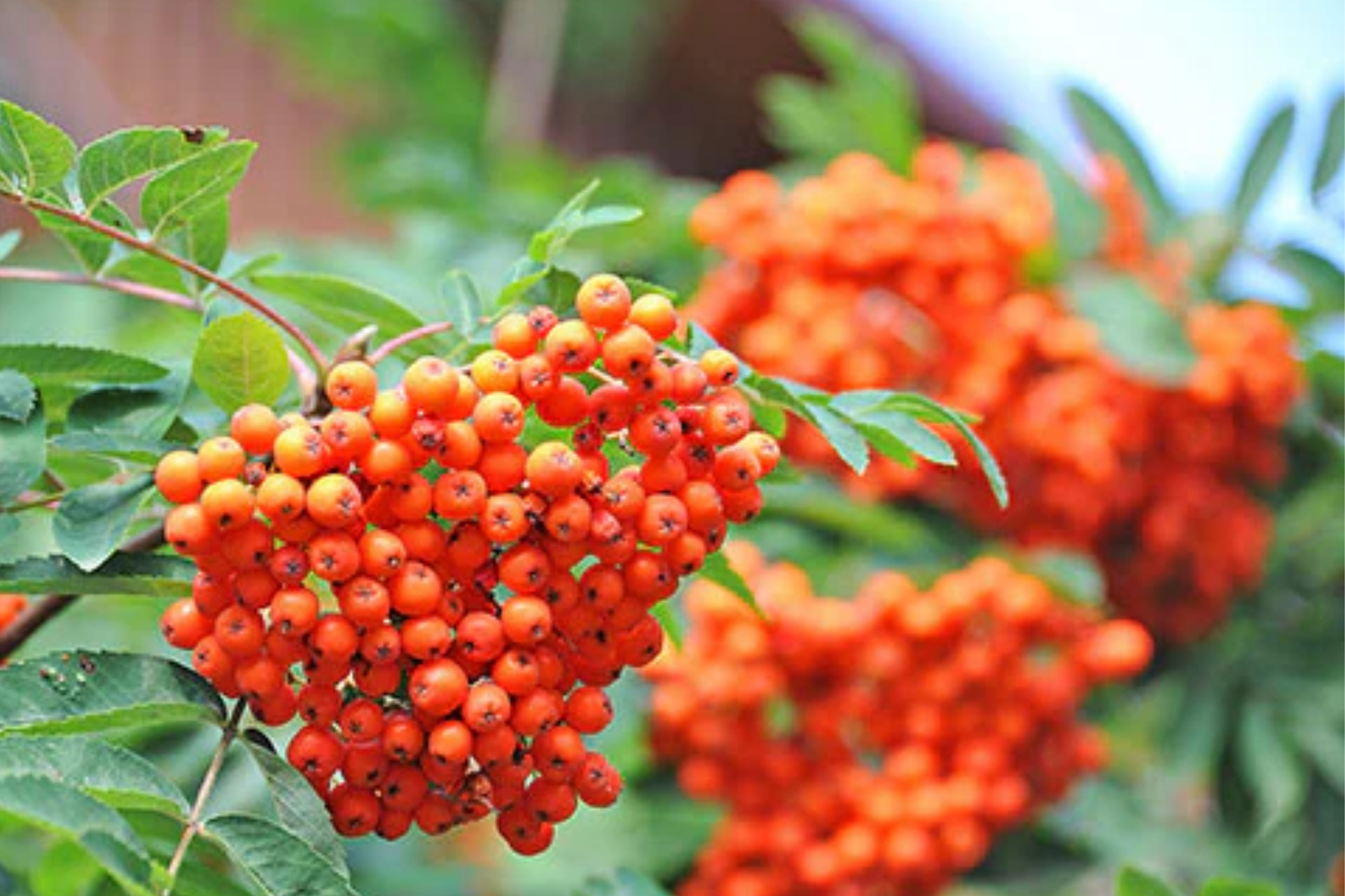 European Mountain Ash Tree - 2-3 Ft Bare Root Ornamental Shade Tree with Orange-Red Berries | Sorbus aucuparia