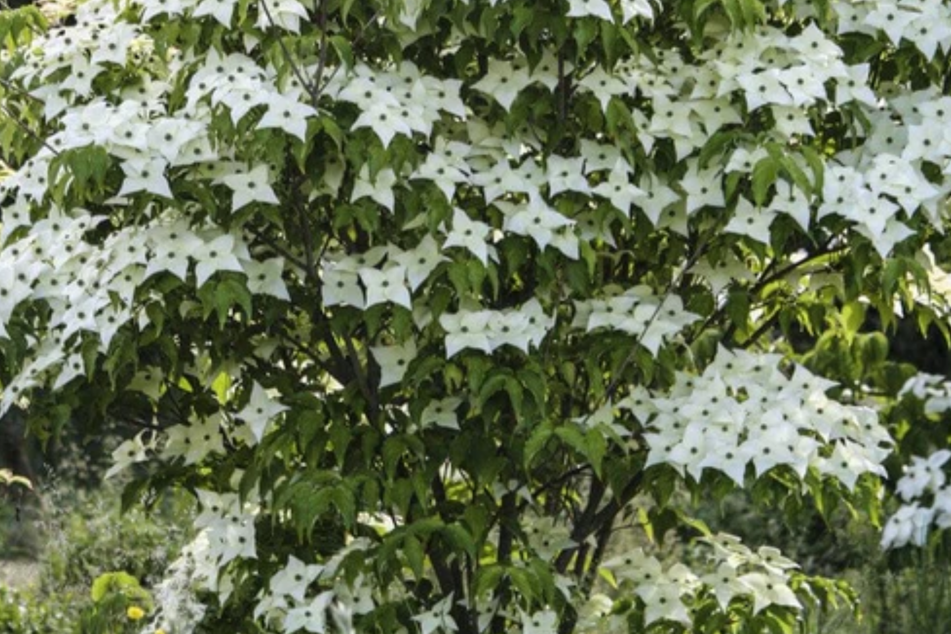 Live Flowering Dogwood Tree - Bare Root 2-3 Ft, Cornus Florida, Deciduous Landscape Tree for USDA Zones 4-9