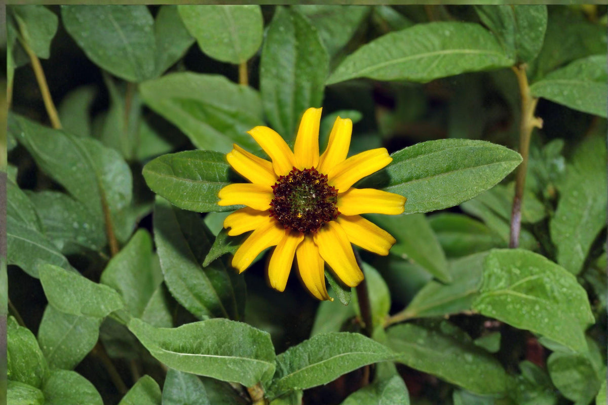 Creeping Zinnia Seeds - 100 Count - Bright Yellow Ground Cover - Sanvitalia procumbens - Low-Growing Annual for Gardens