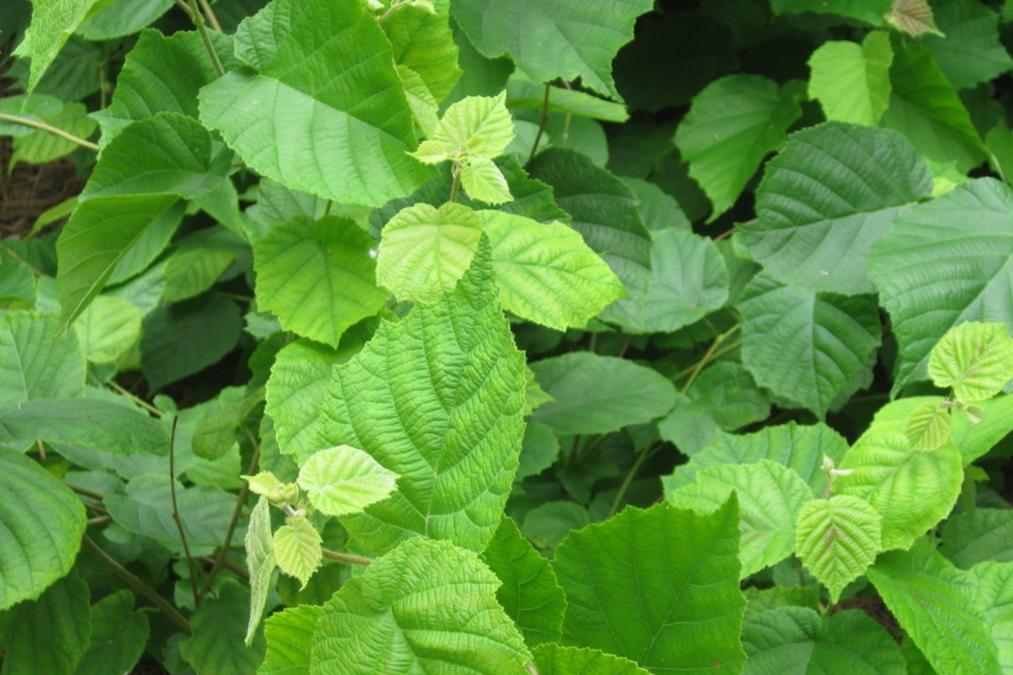 Set of 5 American Hazelnut Trees (Corylus Americana) Bareroot Nut-Producing Shrubs for Gardens & Wildlife, USDA Zones 4-9