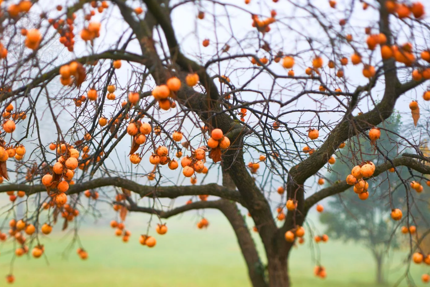 American Persimmon Tree Bare Root 18-24" Diospyros Virginiana Hardy Zones 3-8 Deciduous Fruit Tree