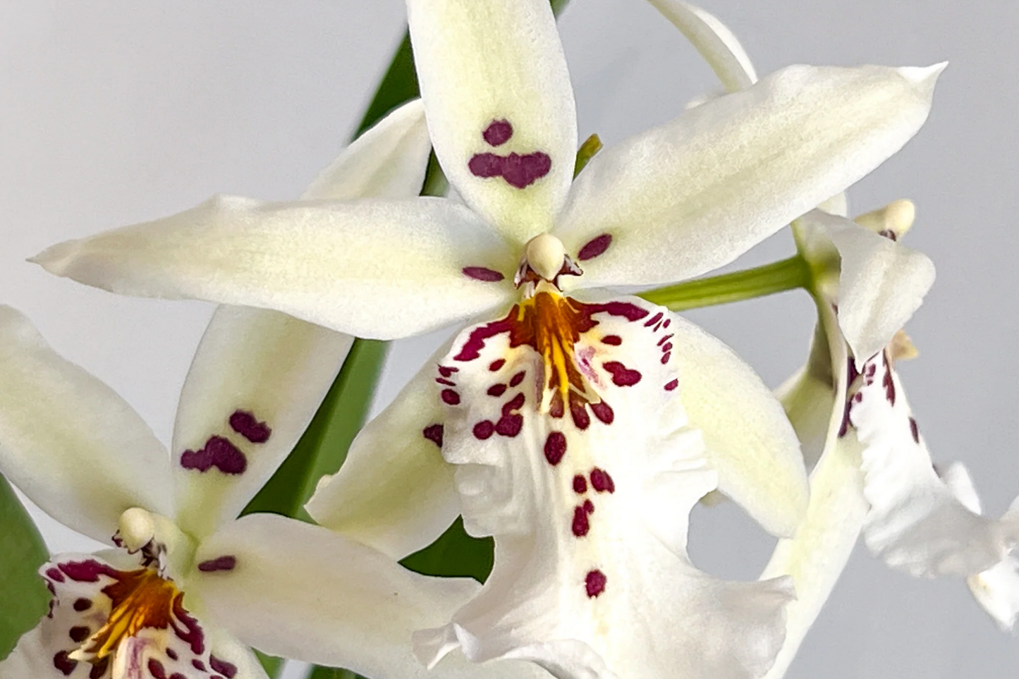 Winter Wonderland 'White Fairy' Dendrobium Orchid Bare Root Seedling – Fragrant White and Purple Flowers, Indoor or Outdoor Plant