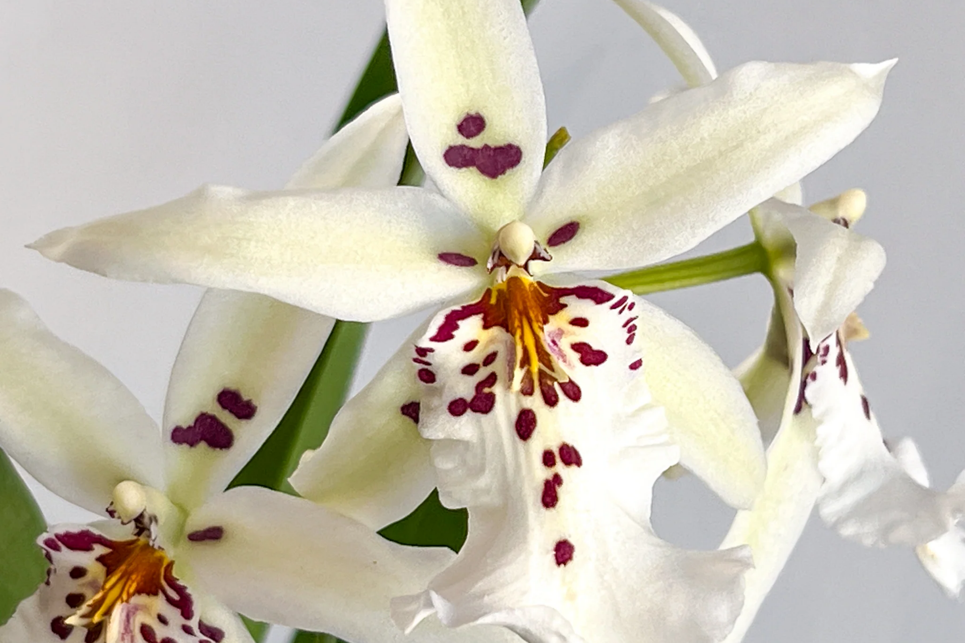 Winter Wonderland 'White Fairy' Dendrobium Orchid Bare Root Seedling – Fragrant White and Purple Flowers, Indoor or Outdoor Plant