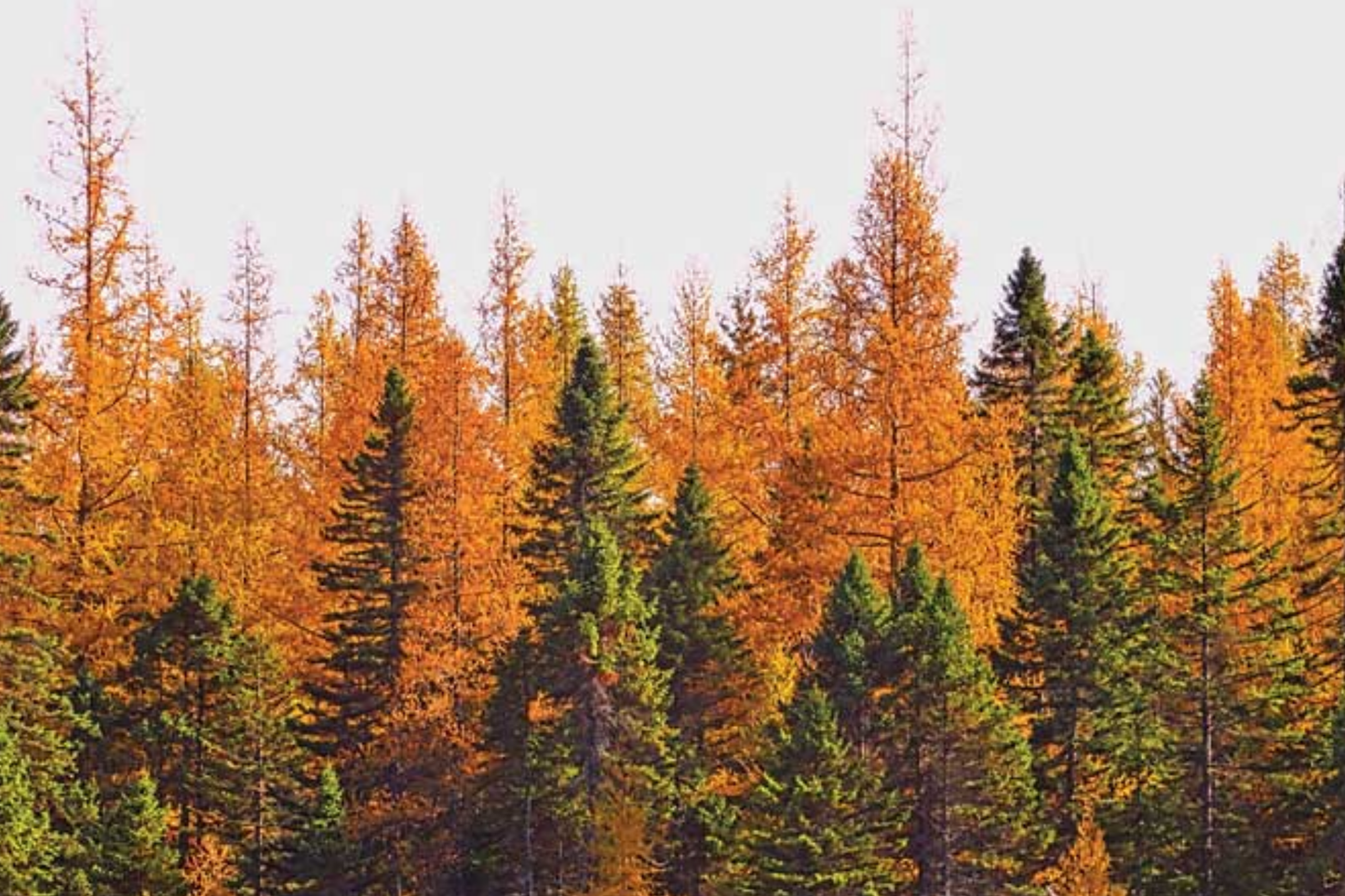 American Larch Tree Live Bare Root 10-12" Tamarack Fast Growing Deciduous Evergreen Larix laricina Zone 3-9