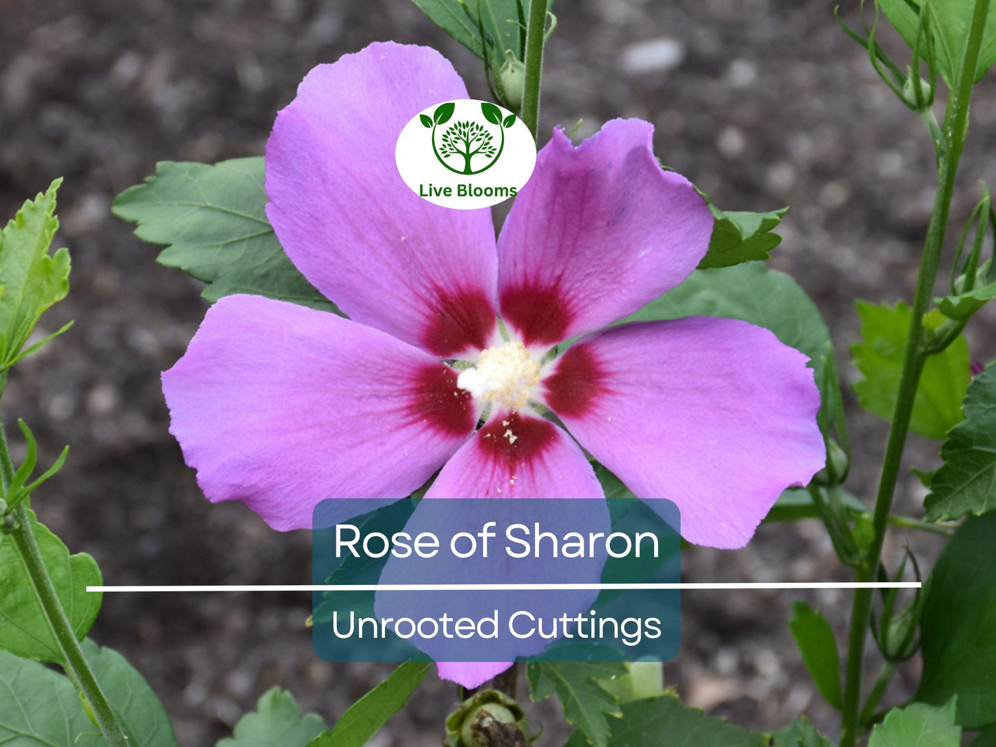 Set of 10 Unrooted Rose of Sharon Cuttings - White & Purple Hibiscus syriacus for Propagation