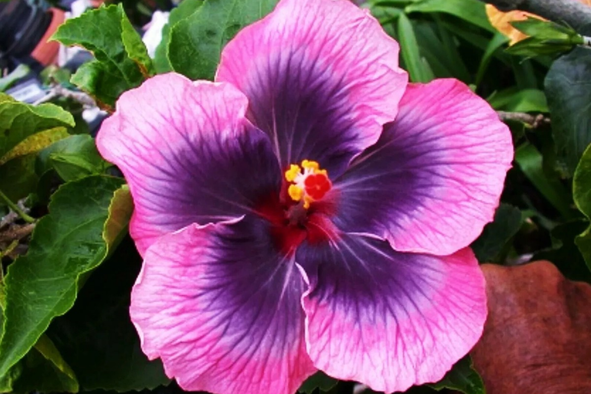 Madagascar Hibiscus Starter Plant, Hibiscus moscheutos, Tropical Flower, Pollinator-Friendly, 3-5 Inches, Mallow Malvaceae
