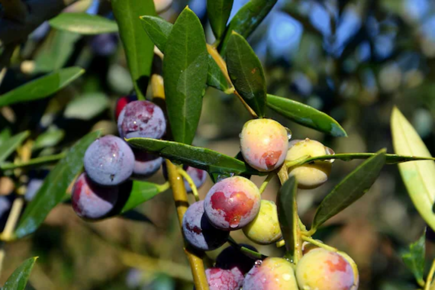 Arbequina Olive Tree Starter Plant – Drought & Cold Tolerant Olea europaea for Oils & Pickling, 4"-8" Live Plant
