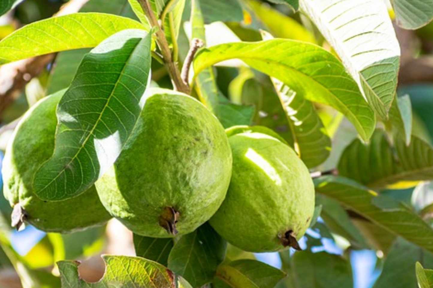 Mexican Guava Live Fruit Tree | 1-2 ft Starter Plant | Psidium guajava | Sweet, Creamy Tropical Fruit