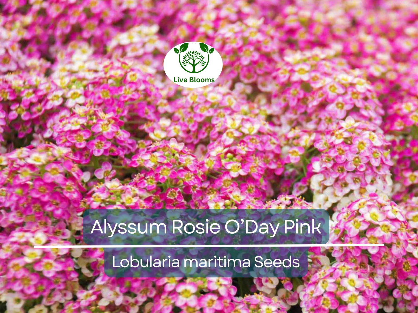500 Seeds Alyssum Rosie O’Day Pink - Fragrant Non-GMO Groundcover Flowers, Bee-Friendly Garden Borders & Containers