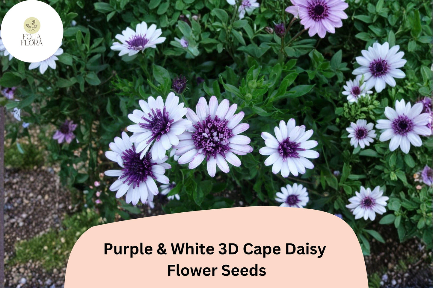 50+ Purple & White 3D Cape Daisy Seeds | Osteospermum ecklonis | Bicolor Blooms for Sunny Gardens