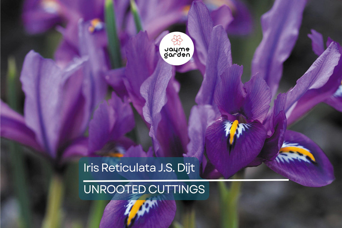 Iris Bulbs 10-Pack | Purple Dwarf Iris | Iris Reticulata J.S. Dijt | Early Blooming Perennial | Cold Hardy | Rock Garden Flowers