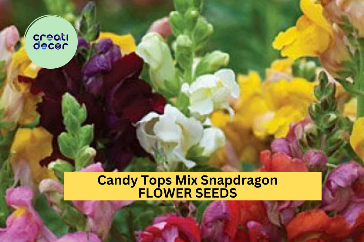 Snapdragon Seeds - 1000+ Candy Tops Mix - Bright Colorful Dwarf Blooms for Garden Planting - Antirrhinum majus