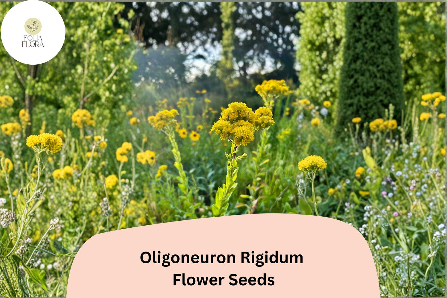 700 Oligoneuron rigidum Seeds | Stiff Goldenrod Native Yellow Wildflower for Pollinator Gardens