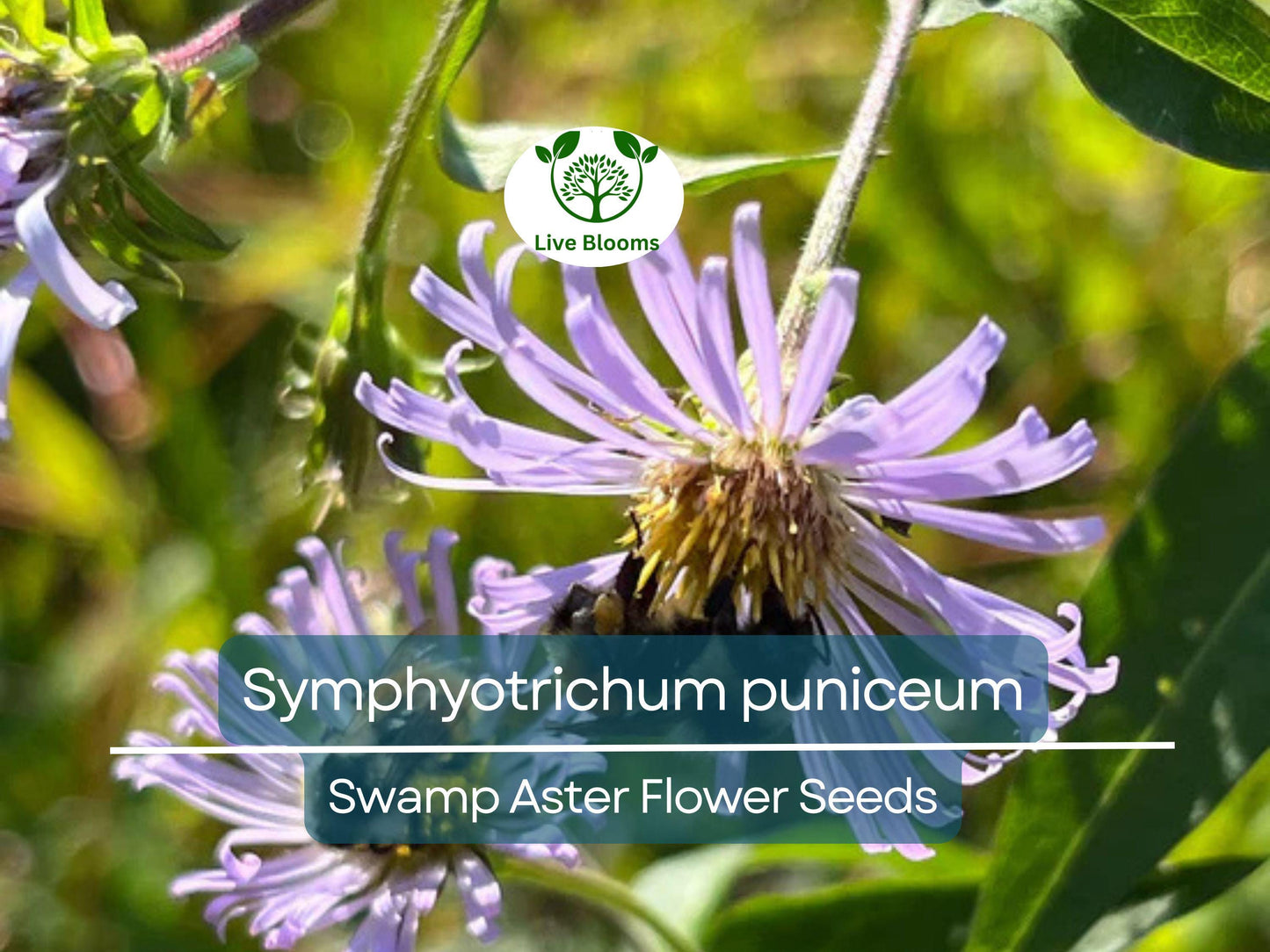 350 Swamp Aster Seeds - Symphyotrichum puniceum Native Perennial with Purple Flowers for Wetland Gardens