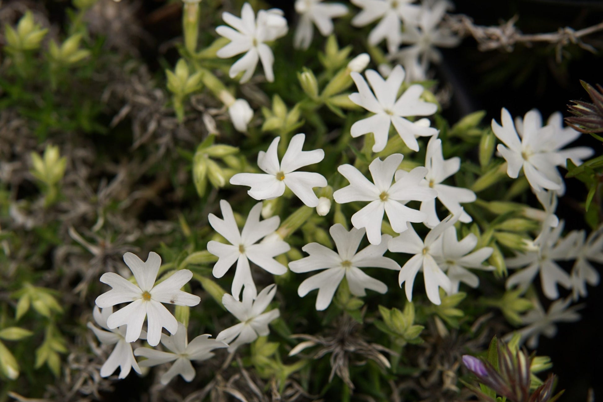 Snowflake Creeping Phlox Seeds - White Ground Cover, Drought Tolerant, Perennial, Phlox subulata, Rock Garden, Butterfly Attracting Seeds