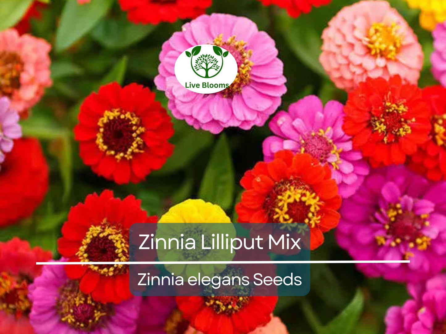 200 Seeds Zinnia Lilliput Mix Heirloom Non-GMO Pollinator-Friendly Compact Blooms