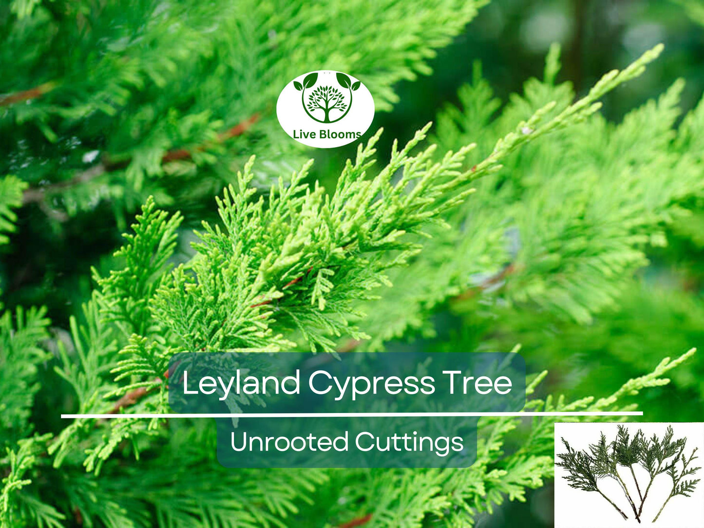 15 Leyland Cypress Tree Unrooted Cuttings 6-7" | Fast-Growing Evergreen Privacy Hedge Plants