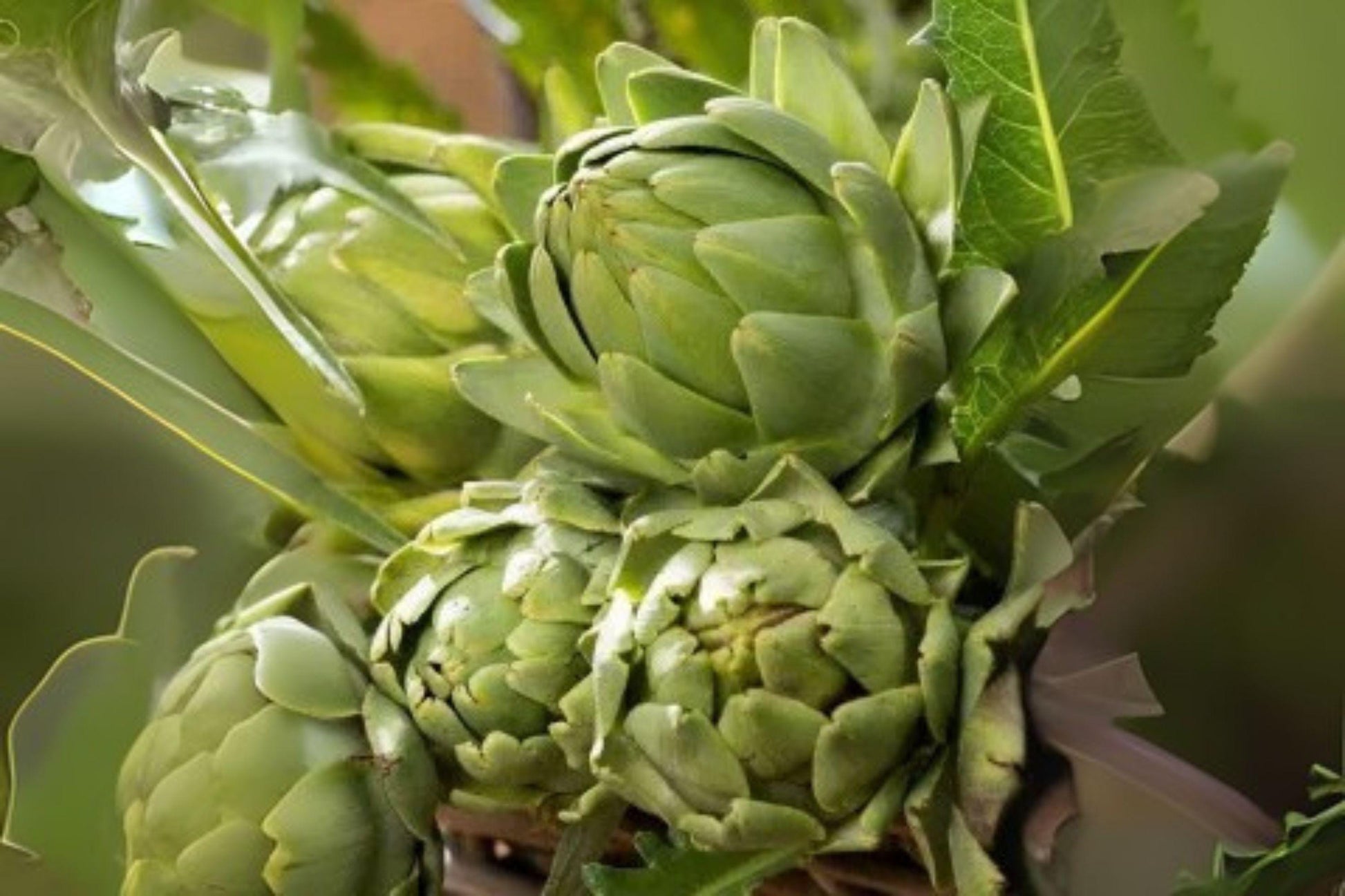 Artichoke Green Globe Seeds – Heirloom Edible Perennial Vegetable, Cynara scolymus, Large Tender Flower Buds