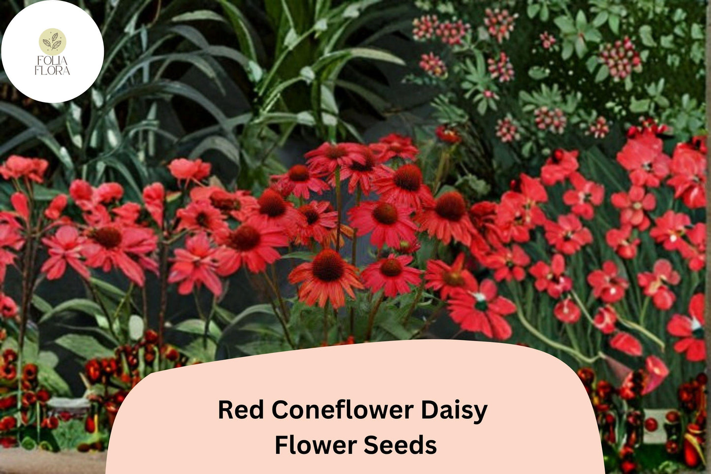 200+ Red Coneflower Daisy Seeds | Echinacea purpurea | Vibrant Red Blooms for Pollinator Gardens