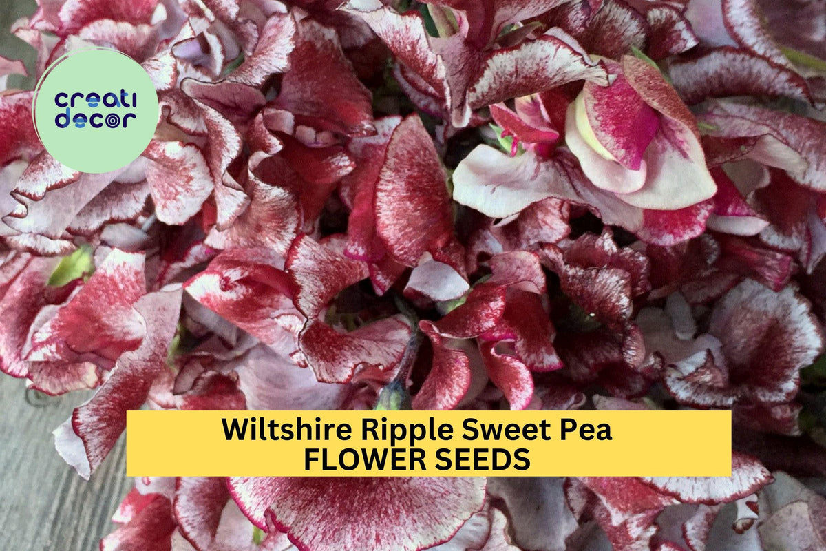 50+ Wiltshire Ripple Sweet Pea Seeds – Maroon & White Striped Fragrant Climbing Vines for Garden