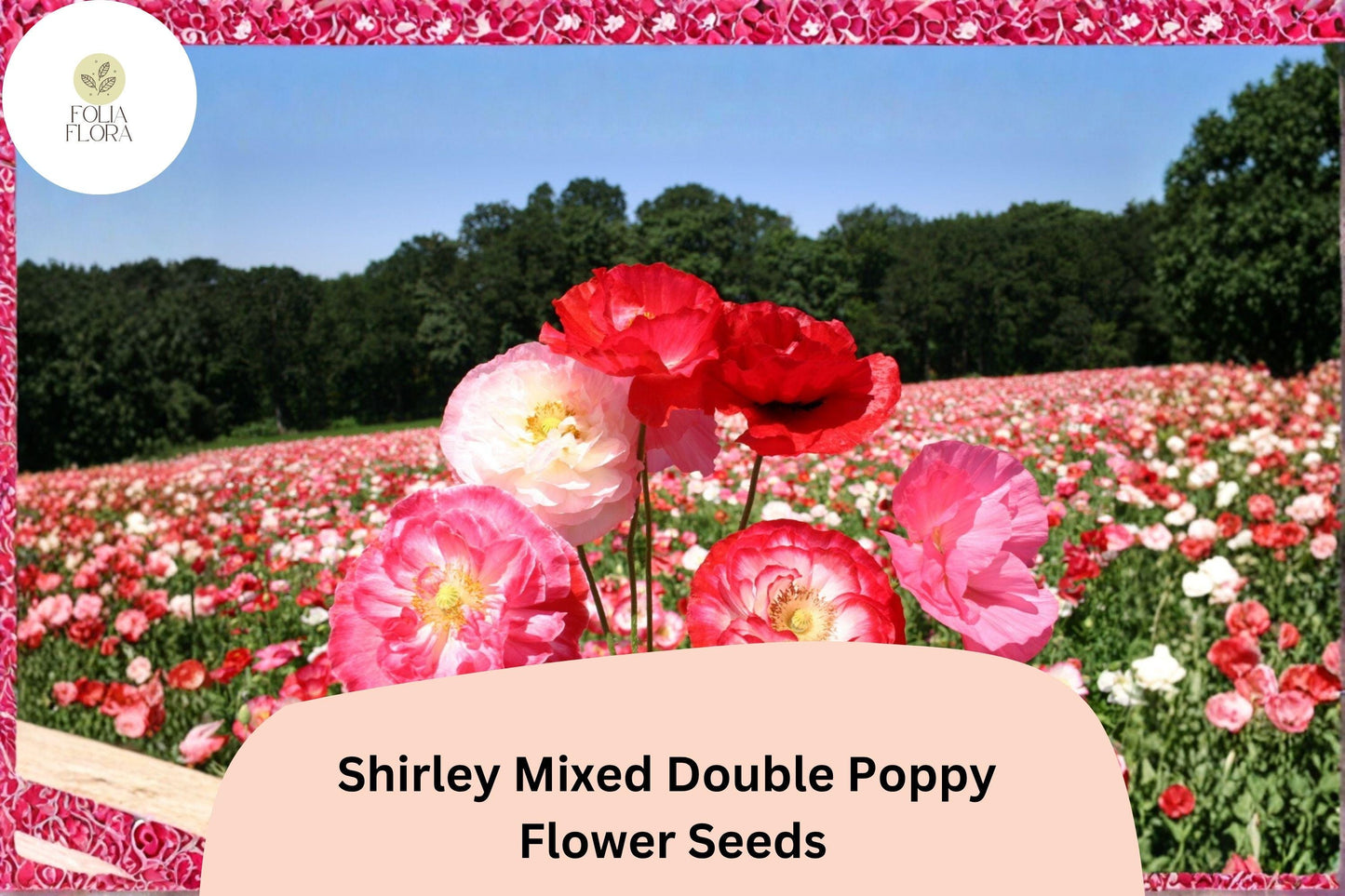 200+ Shirley Mixed Double Poppy Seeds – Vibrant Annual Wildflower with Double Blooms